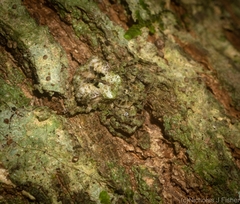 Stephanopis carcinoides