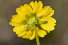 Leptosyne stillmanii