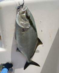 Seriola