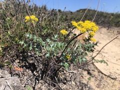 Lomatium parvifolium