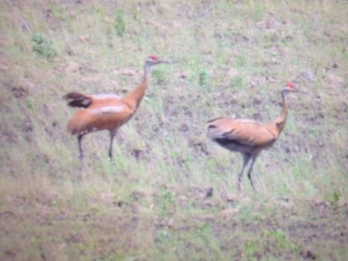 Sandhill Crane photographed in Missouri