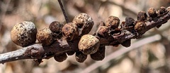 Callirhytis quercusgemmaria
