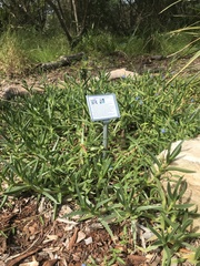 Carpobrotus glaucescens