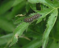 Melitaea phoebe
