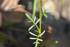 Leptosyne stillmanii