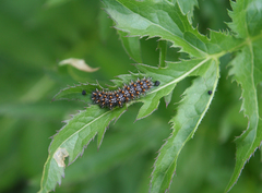 Melitaea phoebe