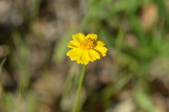Leptosyne stillmanii