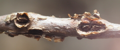 Callirhytis quercusgemmaria