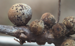 Callirhytis quercusgemmaria