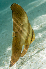 Batfish photo 5