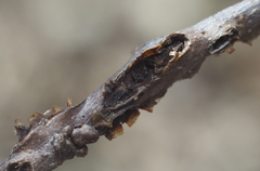 Callirhytis quercusgemmaria