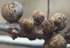 Callirhytis quercusgemmaria