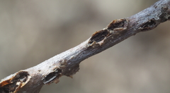 Callirhytis quercusgemmaria