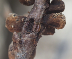 Callirhytis quercusgemmaria