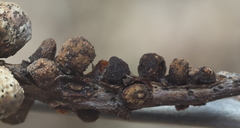 Callirhytis quercusgemmaria