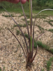 Juncus validus