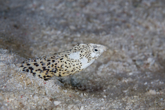 Callechelys marmorata