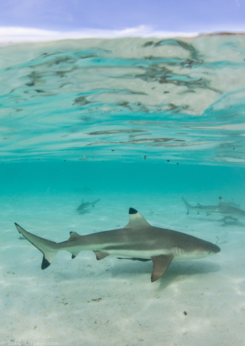 Blacktip Reef Shark