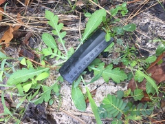 Engelmannia peristenia