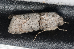 Sympistis perscripta