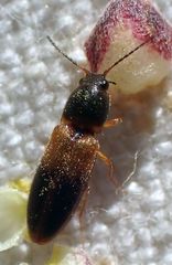 Tetralimonius ornatulus