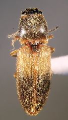 Tetralimonius ornatulus