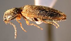 Tetralimonius ornatulus