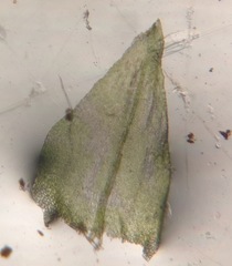 Sciuro-hypnum reflexum