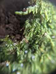 Sciuro-hypnum reflexum