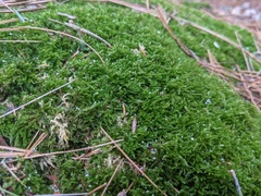 Sciuro-hypnum reflexum