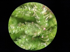 Sciuro-hypnum reflexum