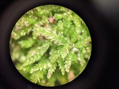 Sciuro-hypnum reflexum