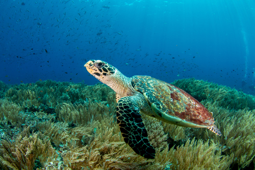 Hawksbill turtle