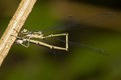 Labidiosticta vallisi