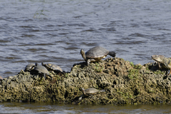 Trachemys stejnegeri