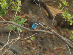 Alcedo semitorquata