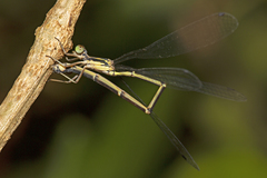 Labidiosticta vallisi