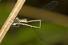 Labidiosticta vallisi