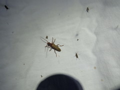 Centrodera decolorata