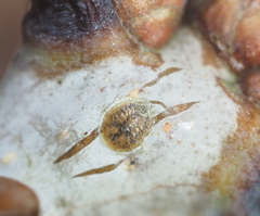 Lecanodiaspis