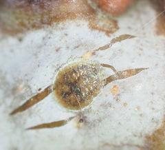 Lecanodiaspis