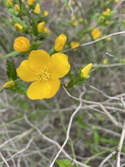 Kerria japonica