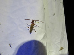 Centrodera decolorata