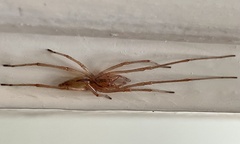 Cheiracanthium gracile