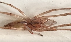 Cheiracanthium gracile