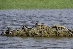 Trachemys stejnegeri