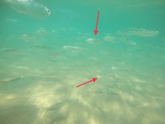 Herklotsichthys castelnaui