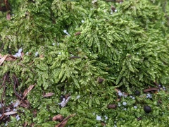 Brotherella recurvans