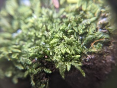 Brotherella recurvans