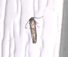 Hypatopa punctiferella
